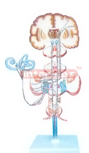 THE PROPRIOCEPTION AND REFINED TACTILE SENSATION PATHWAY  OF TRUNK AND LIMBS